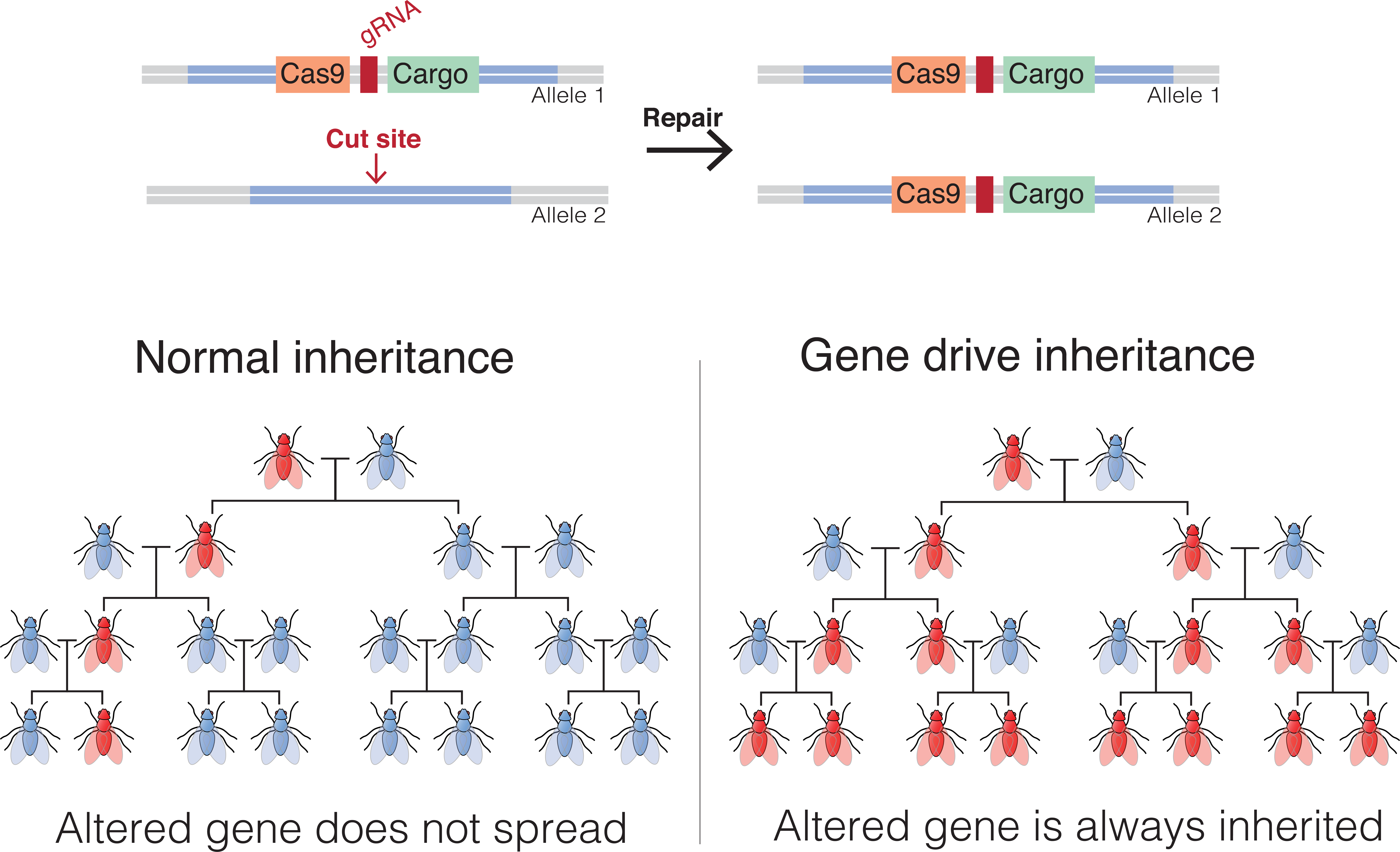 gene drive image