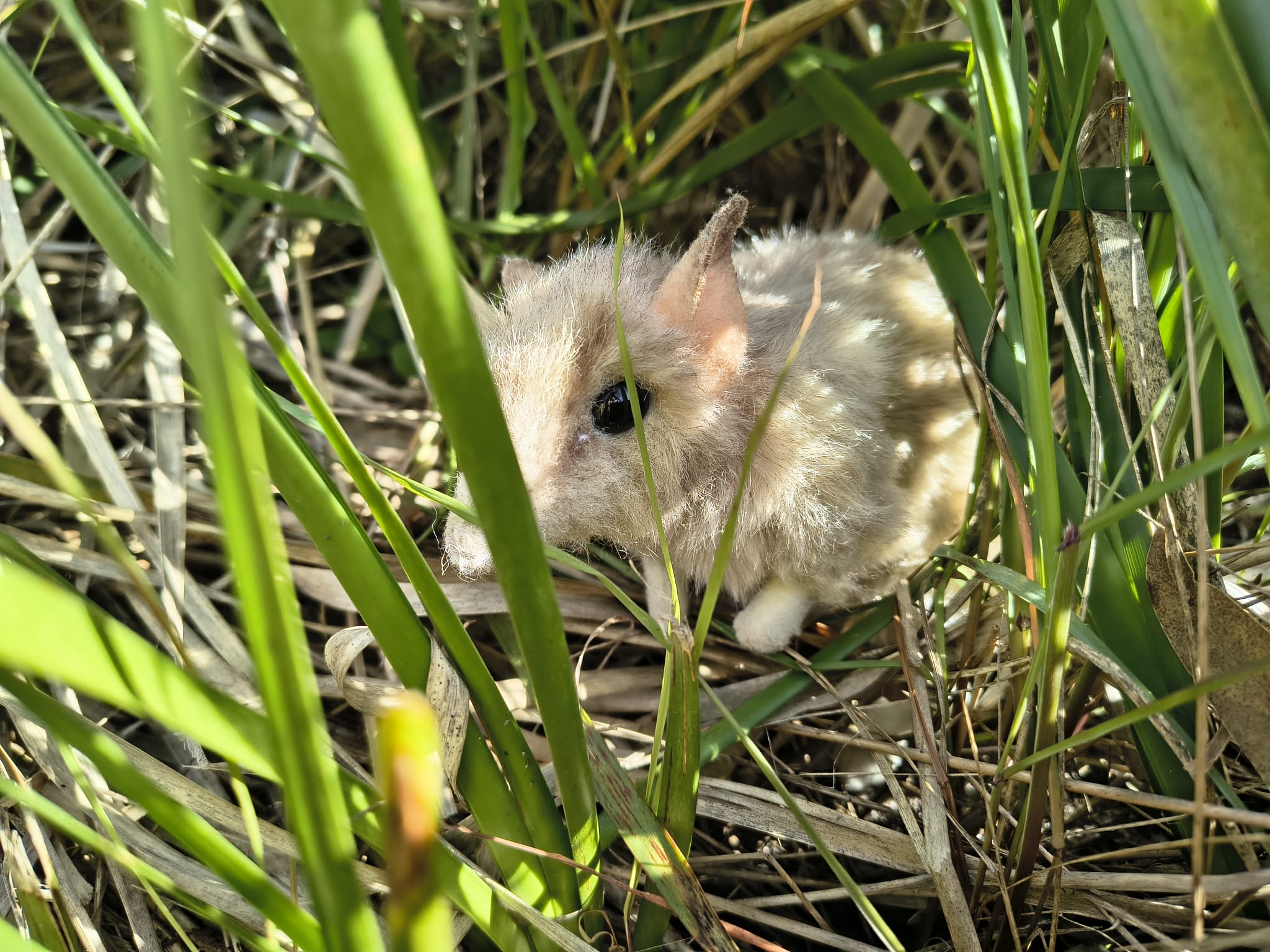 Photos BandicootHunt 20